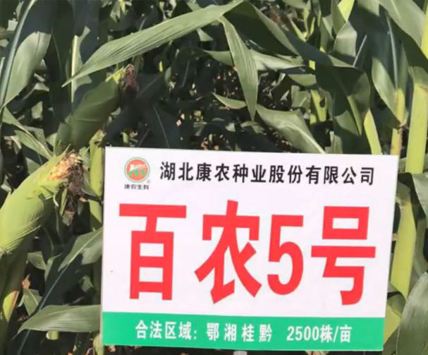 百农5号玉米基地