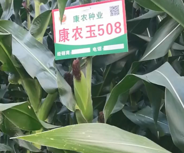 918博天堂玉508玉米基地