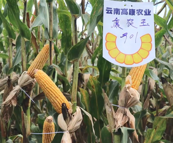 918博天堂玉901玉米基地