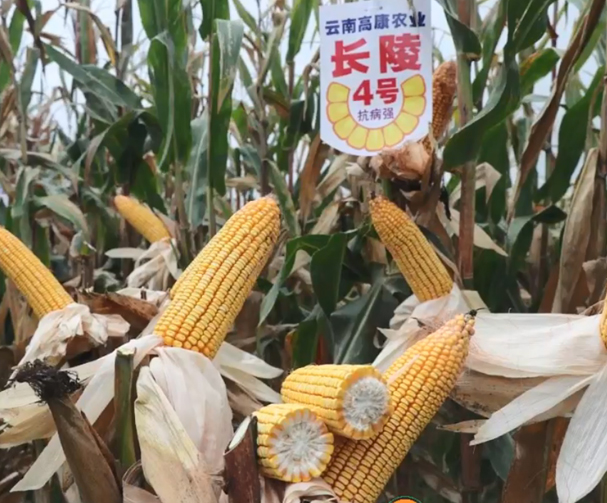 长陵4号玉米基地