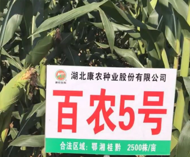 百农5号玉米基地