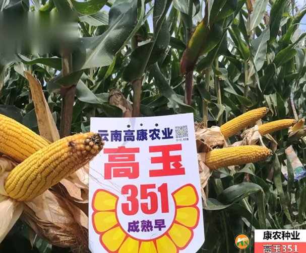 高玉351玉米基地