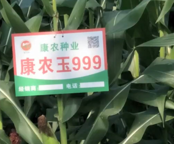 918博天堂玉999玉米基地