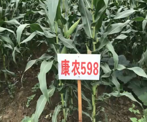 918博天堂玉598玉米基地