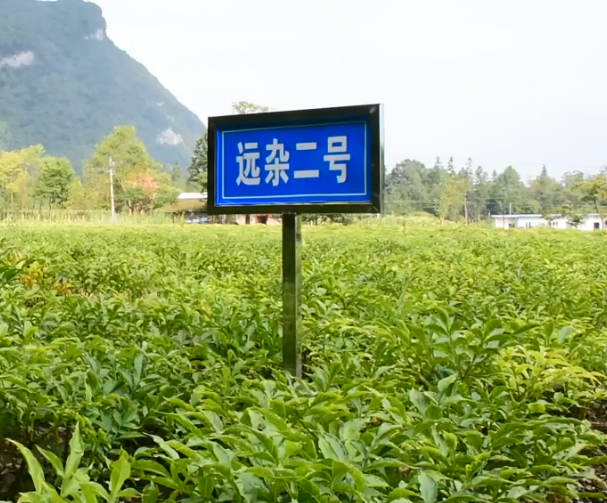 Yuanza No. 2 Konjac Base