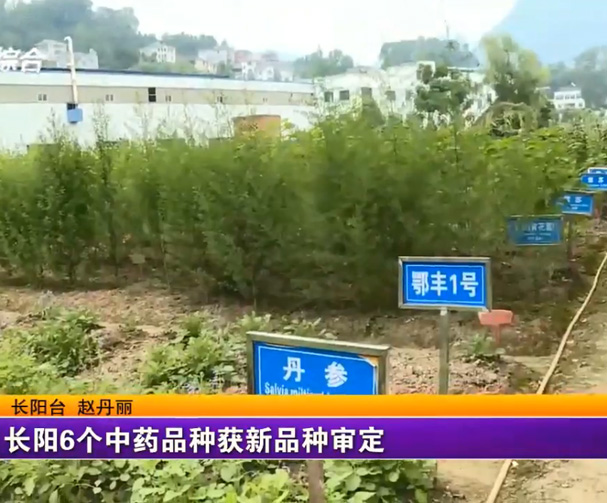 Six important new varieties of Changyang have been approved for new varieties