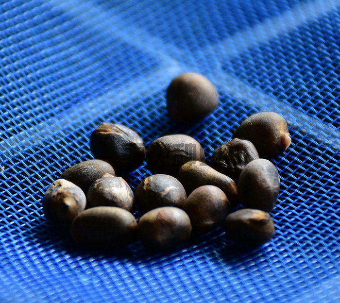 Flower konjac hybrid (practice seed)