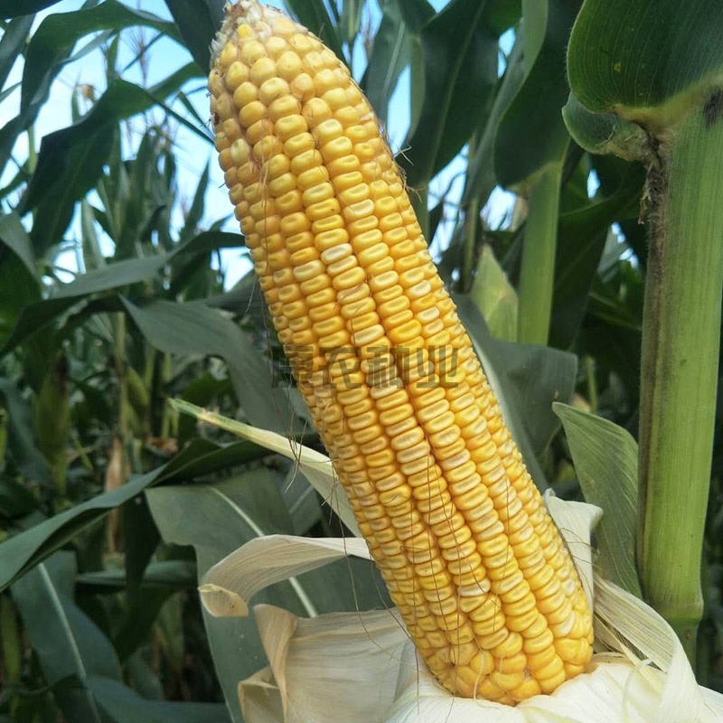 Connon Corn 868