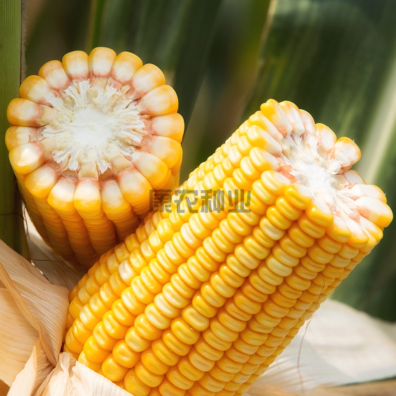 Connon Corn 901