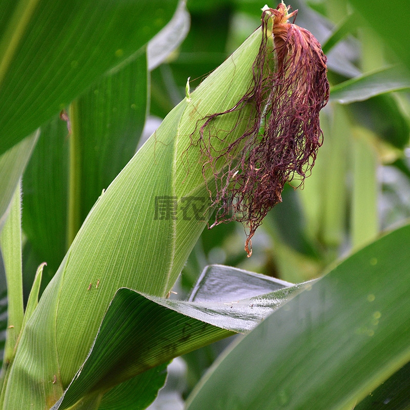 Connon Corn 889